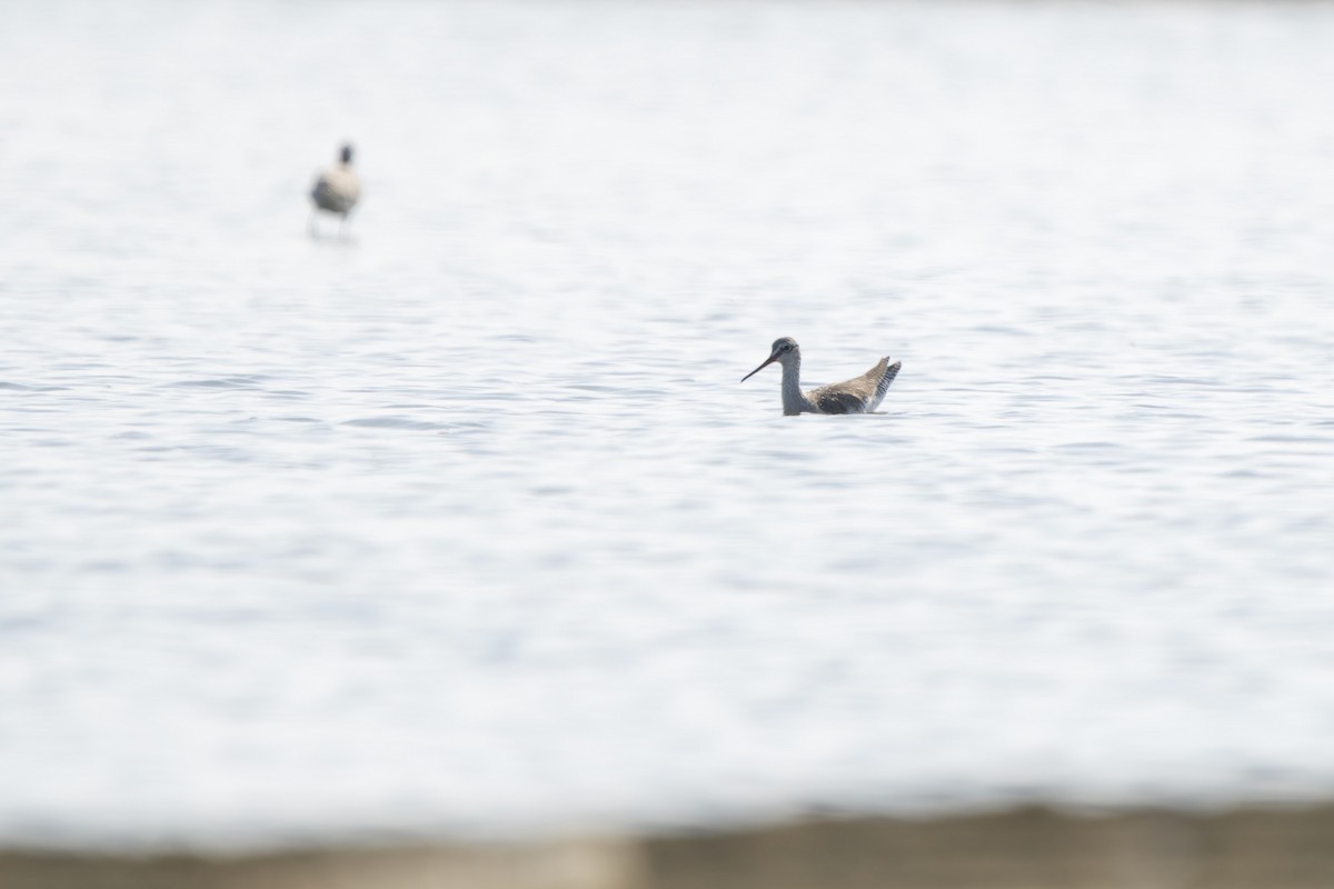 Bernagorri iluna - ML646448894