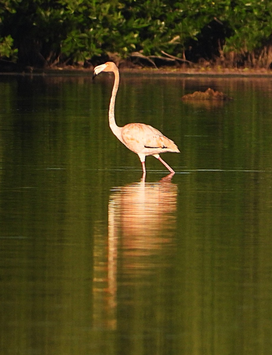 American Flamingo - ML646448896