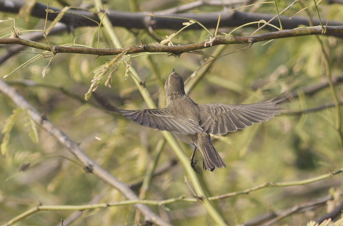 Txio arrunta - ML646448897