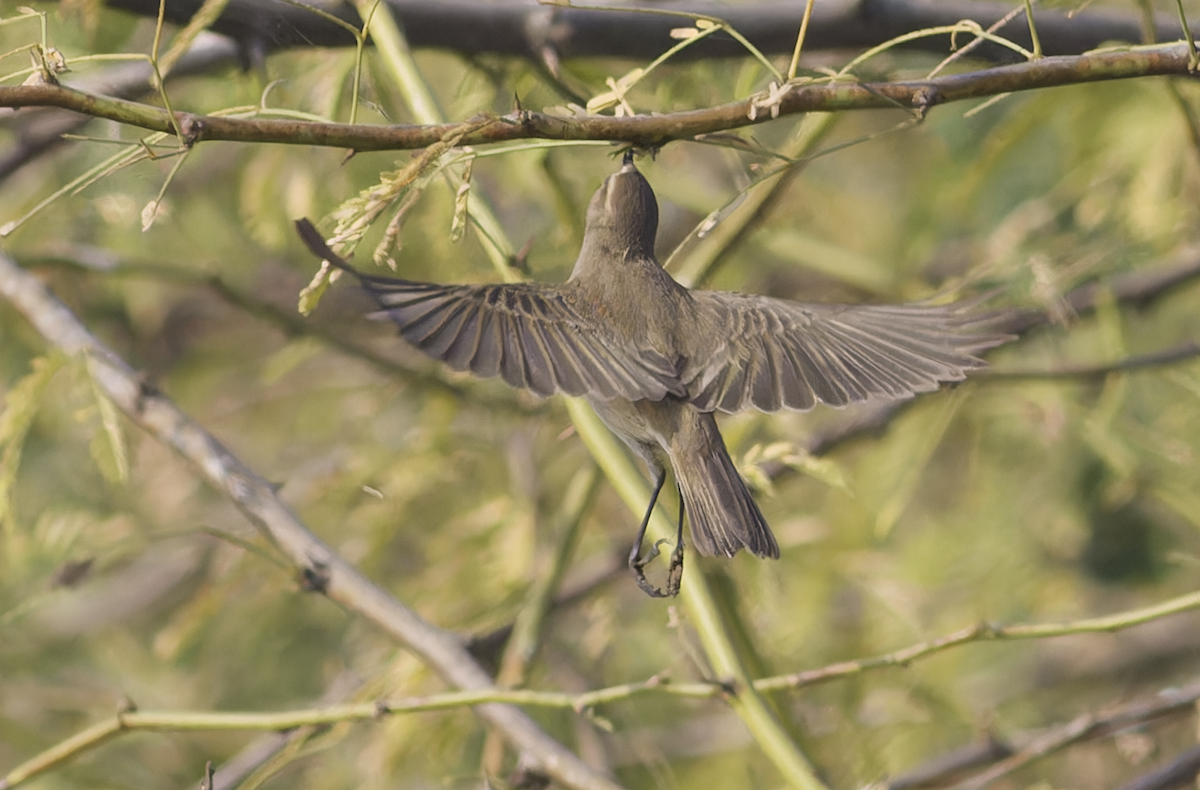 Txio arrunta - ML646448898