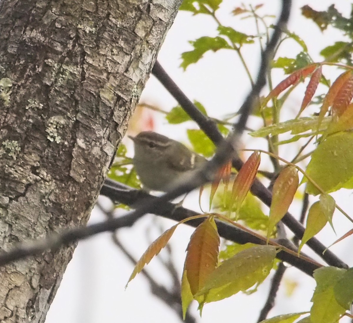 Txio marrabikoa - ML646448899