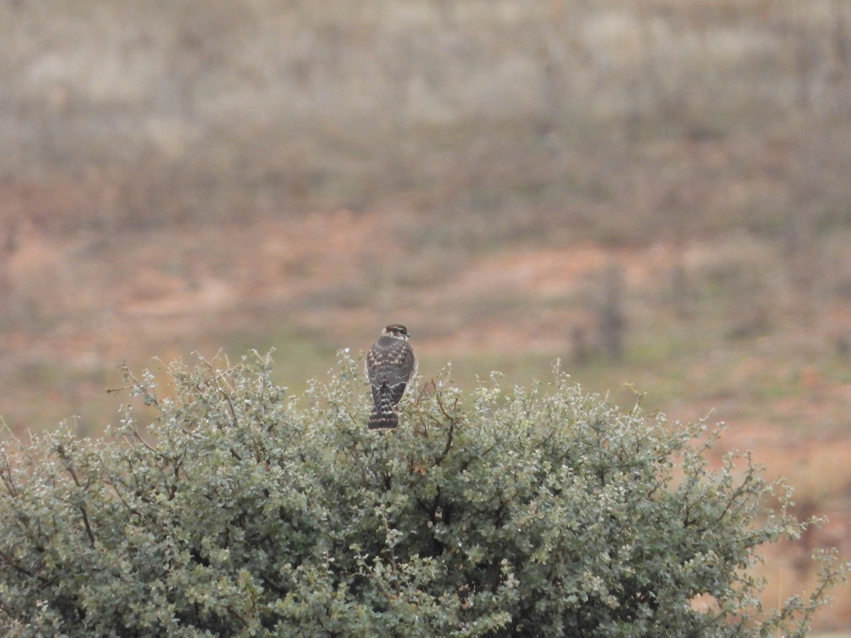 Belatz txikia - ML646448901