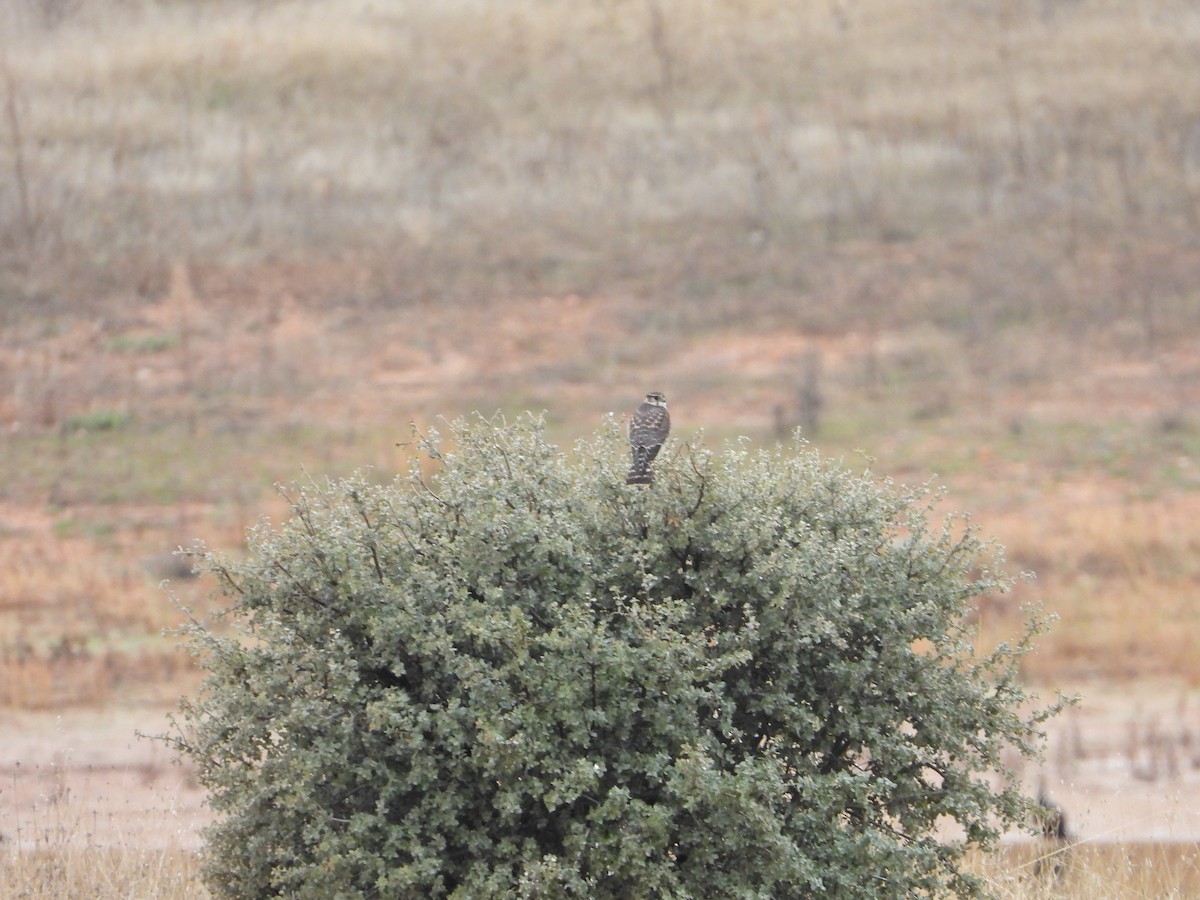 Belatz txikia - ML646448902