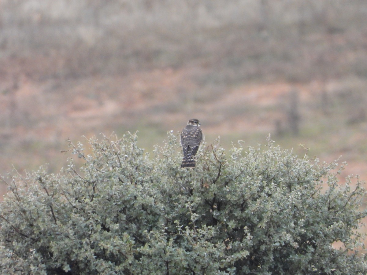 Belatz txikia - ML646448903