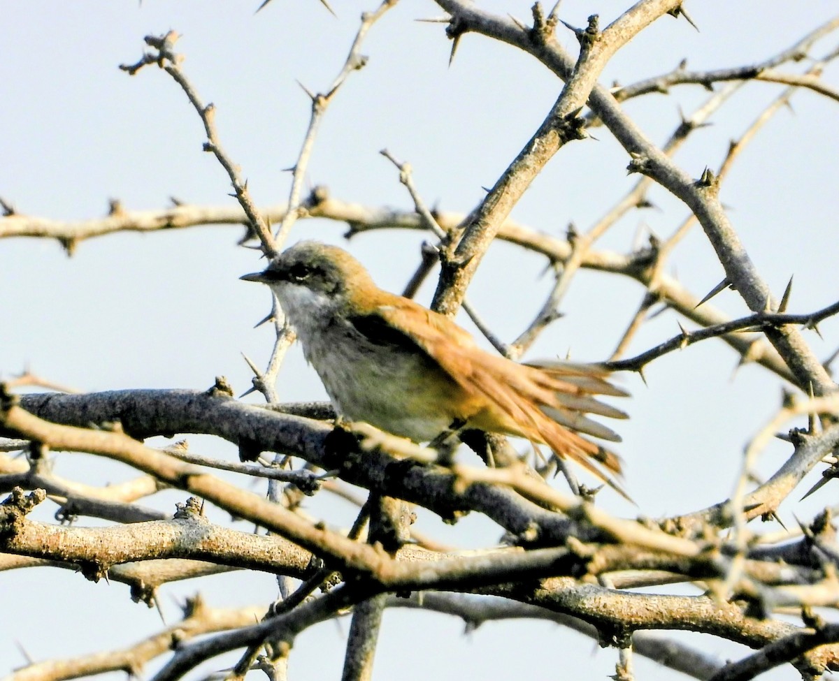 Sasi-txinbotxoa - ML646448904