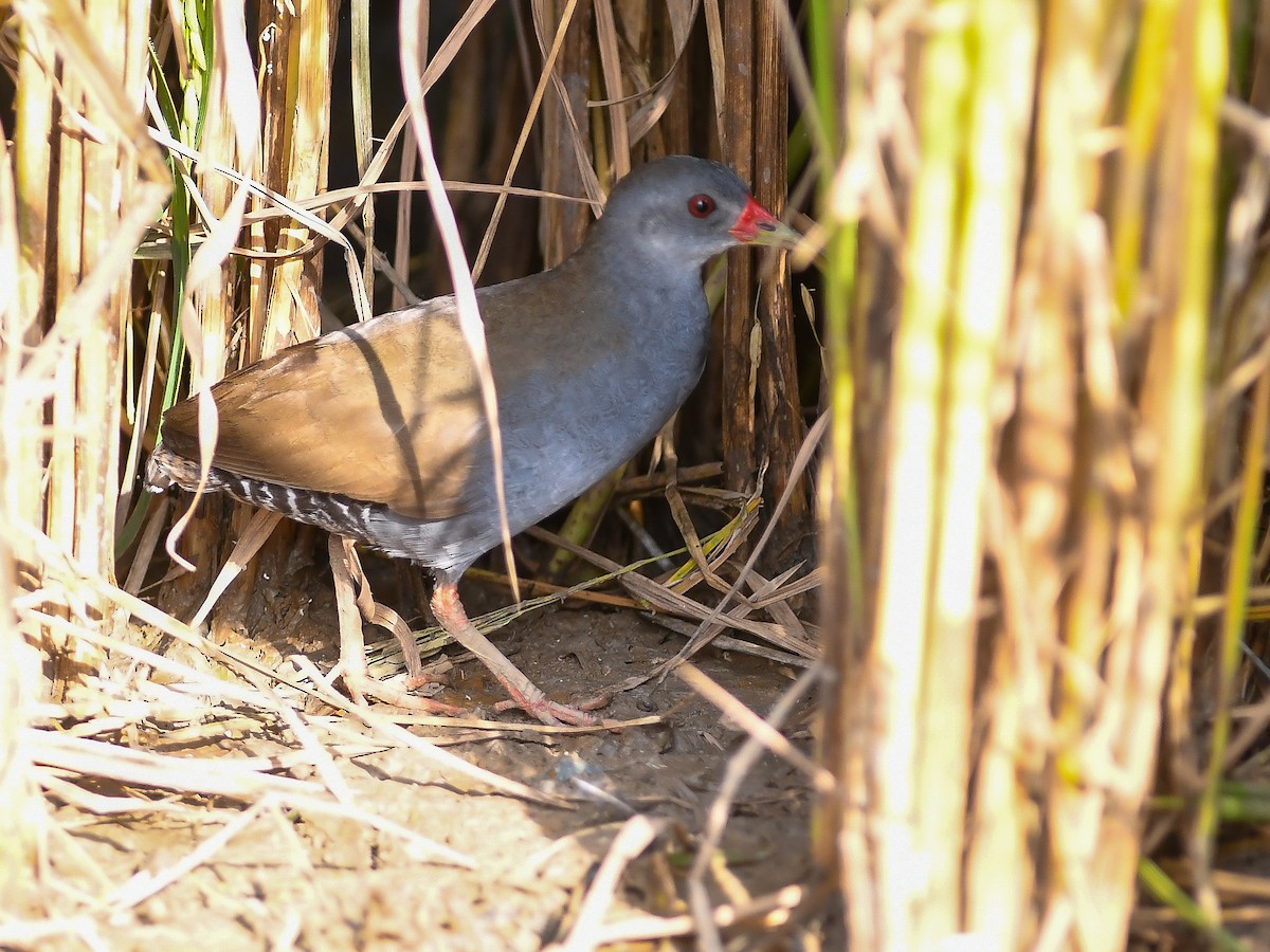 Paint-billed Crake - ML646448905