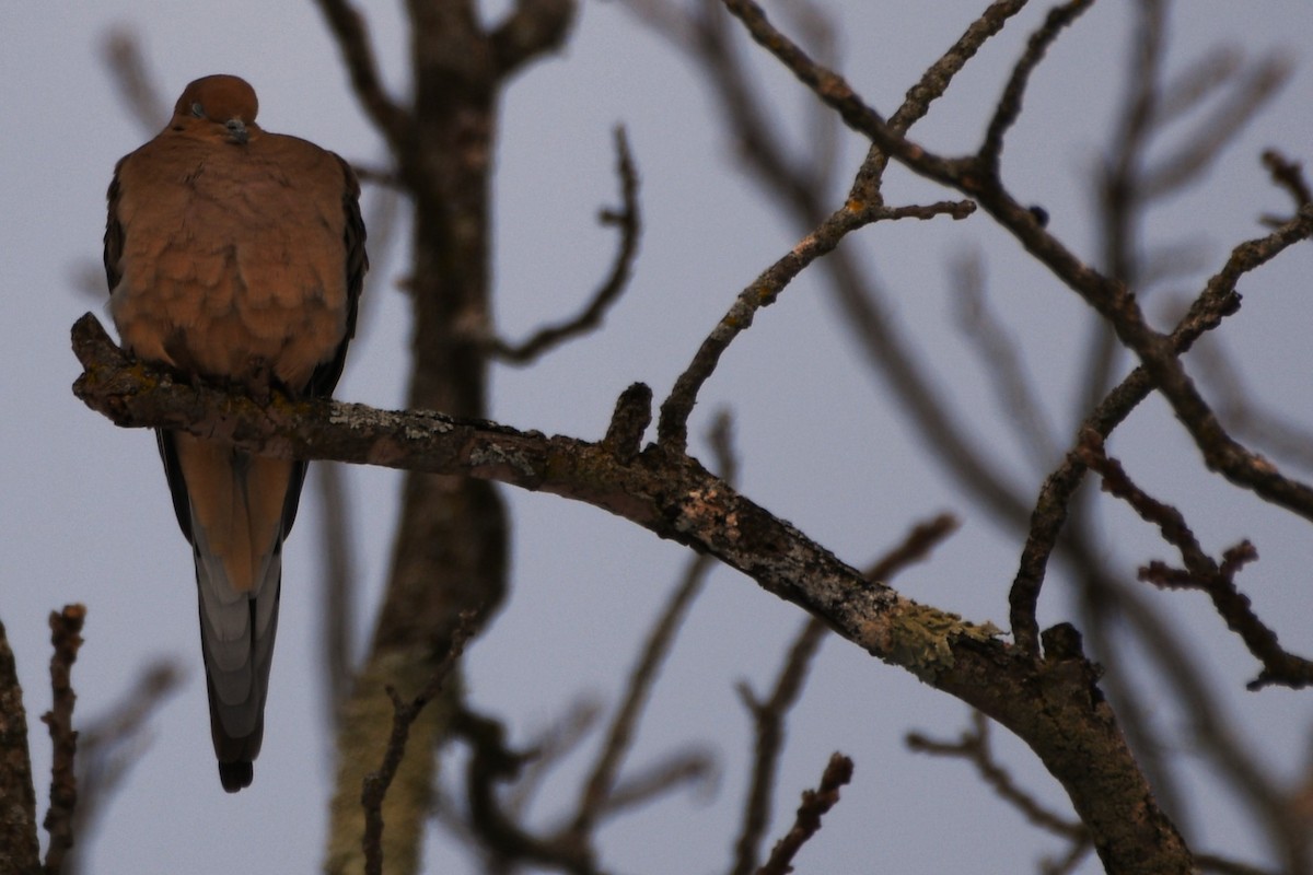 Zenaida arrunta - ML646448906