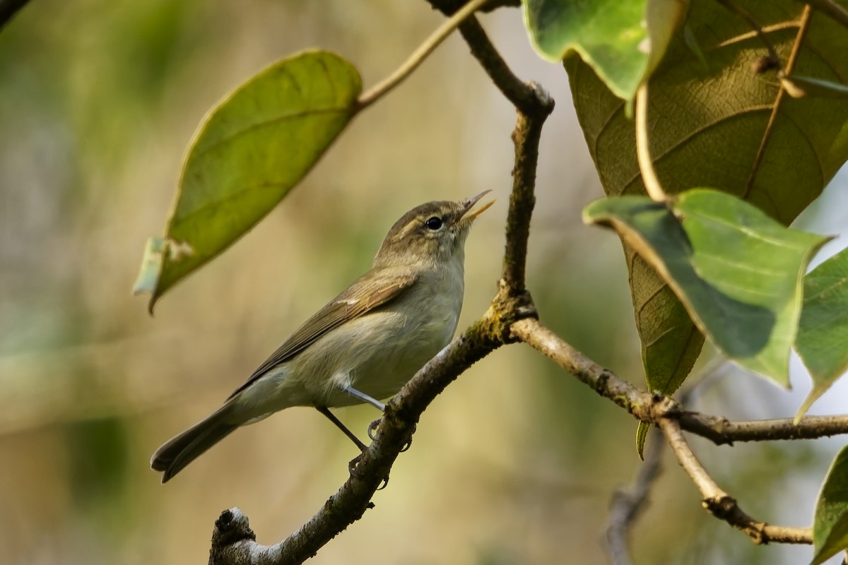 Txio berdexka - ML646448908