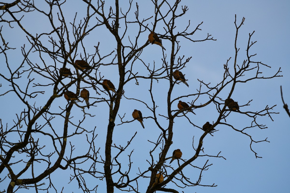 Zenaida arrunta - ML646448909