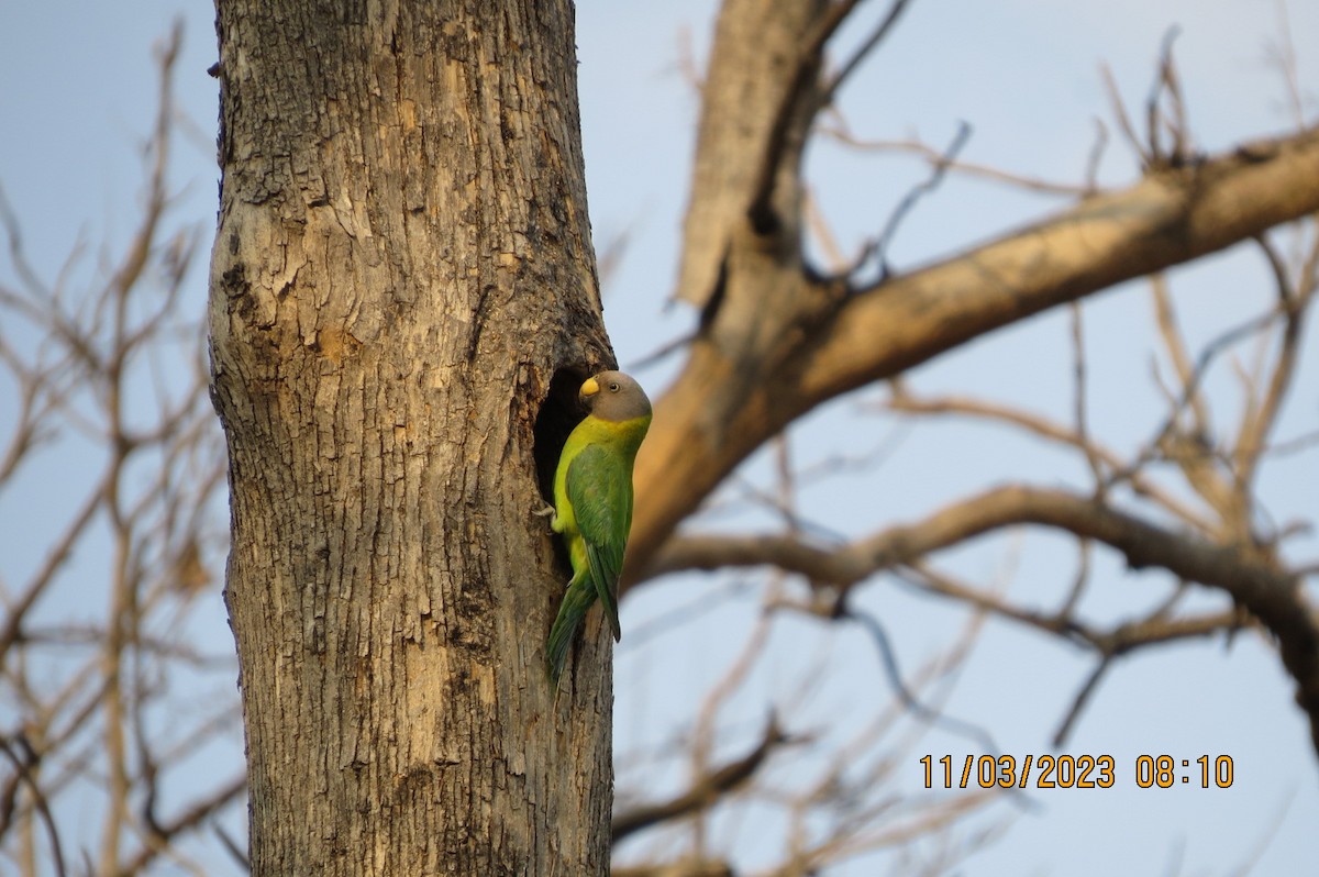 Plum-headed Parakeet - ML646448910
