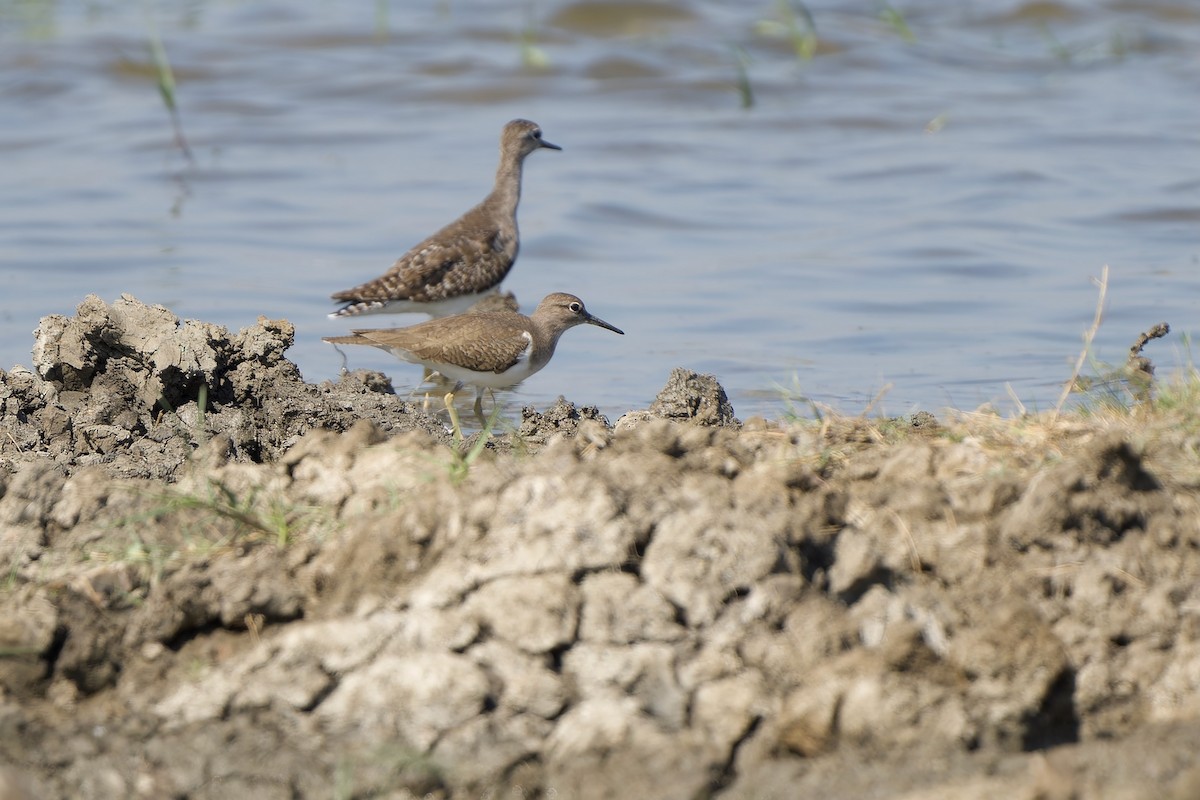 Kuliska txikia - ML646448911