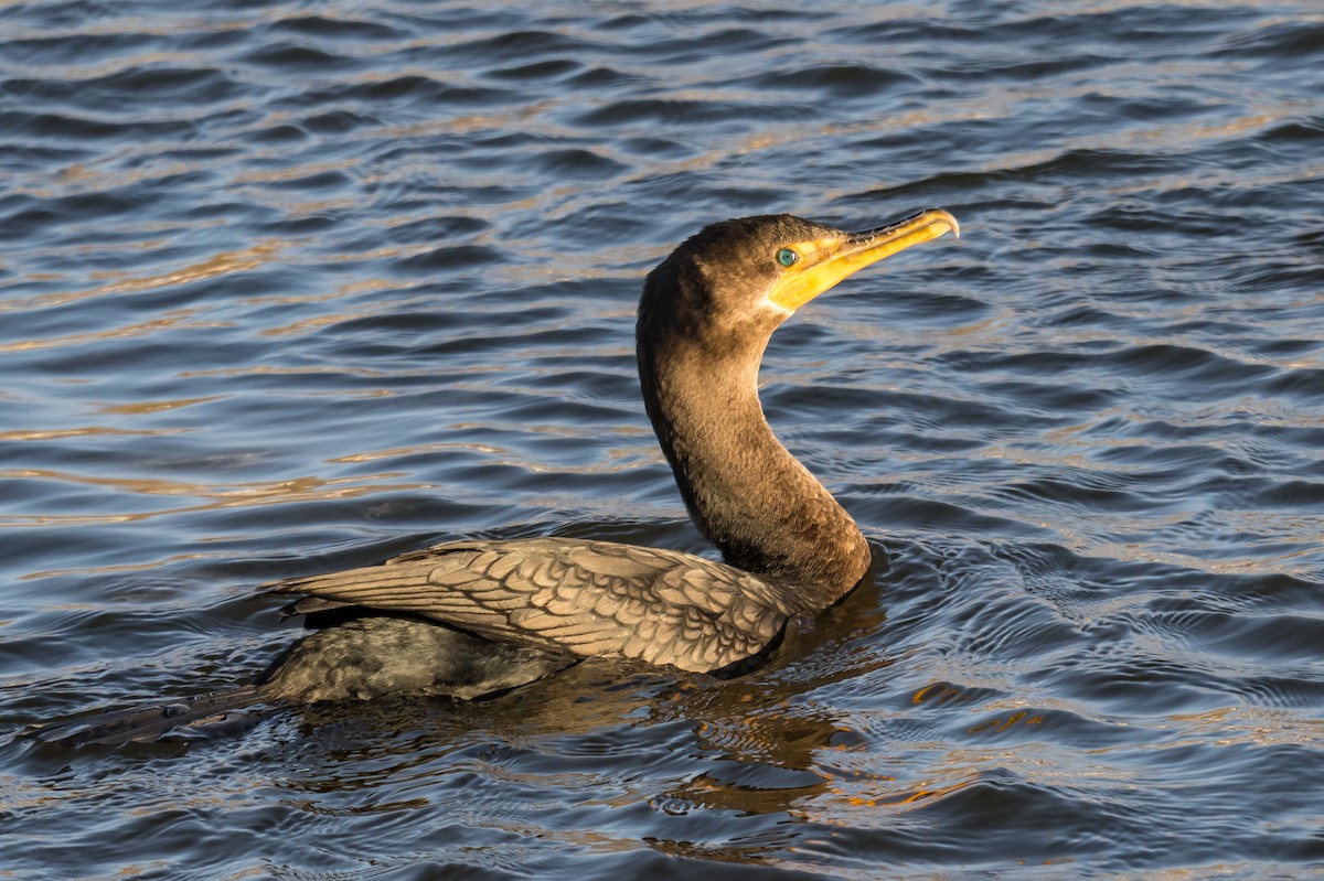 Kulaklı Karabatak - ML646448912