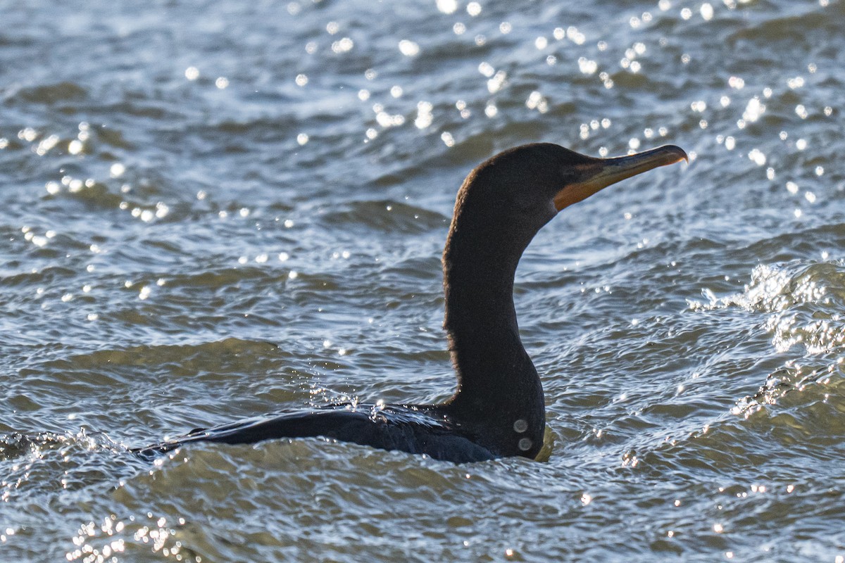 Kulaklı Karabatak - ML646448913