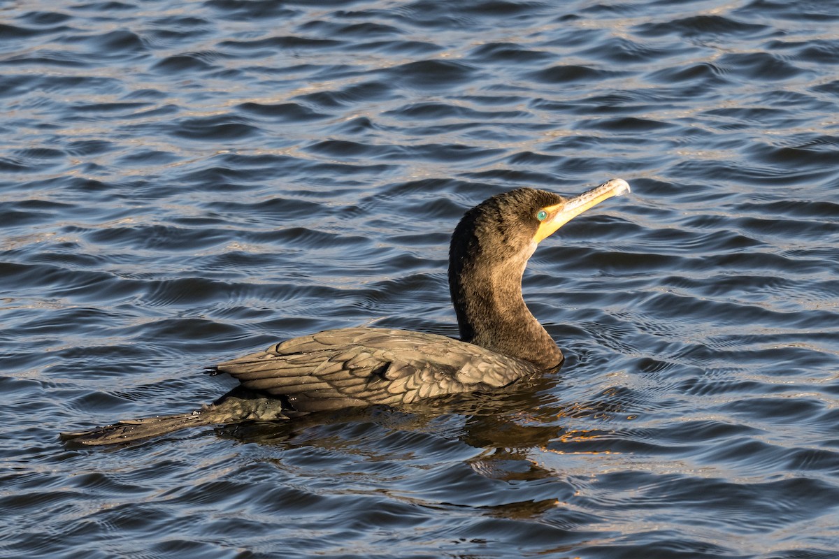 Kulaklı Karabatak - ML646448914