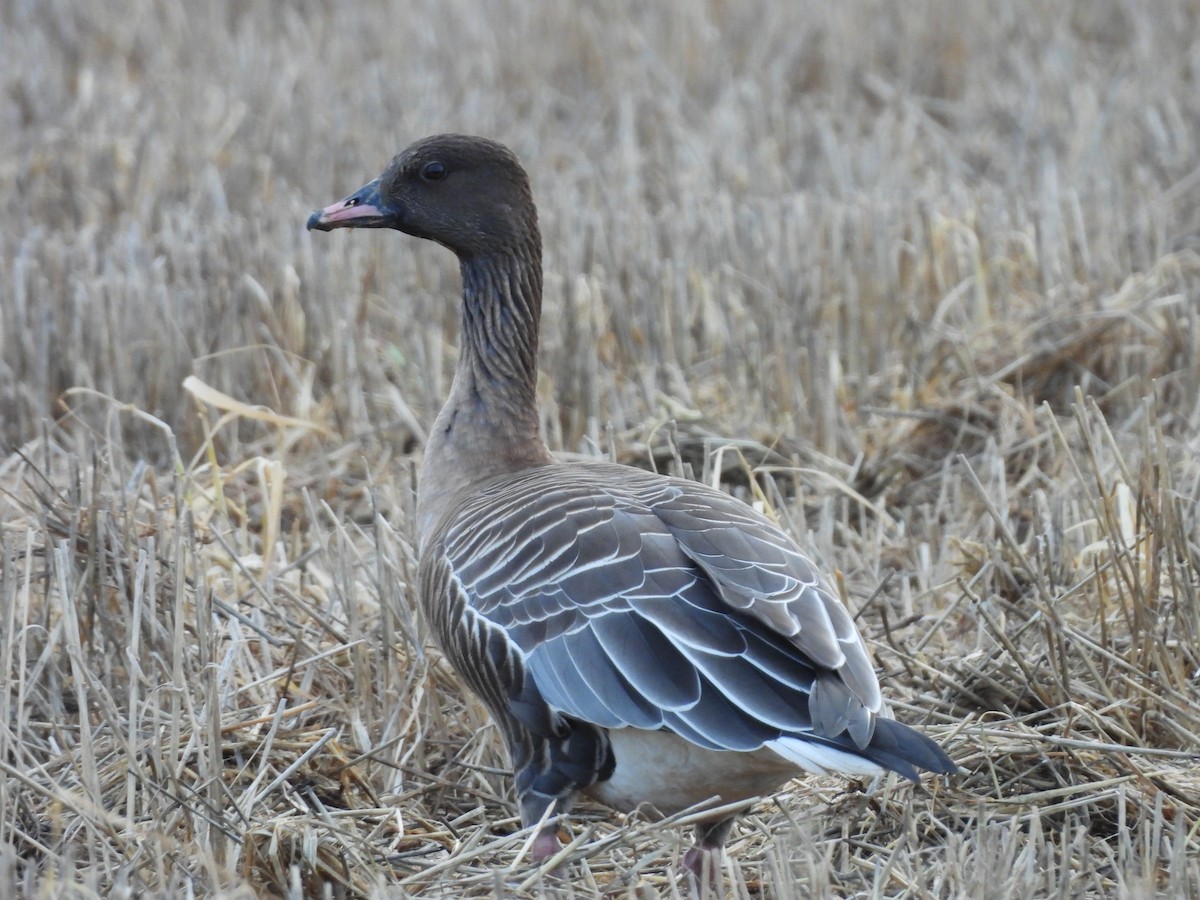 Antzara mokolaburra - ML646448915