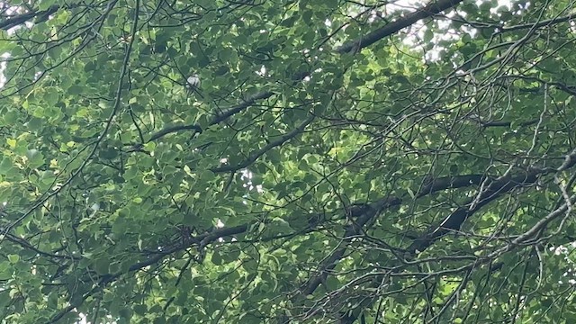 Chestnut-sided Warbler - ML646448916