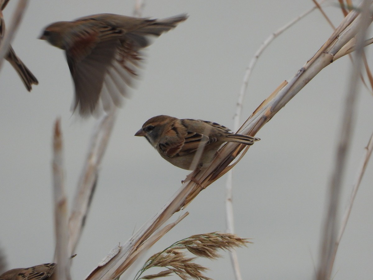 Dead Sea Sparrow - ML646448918