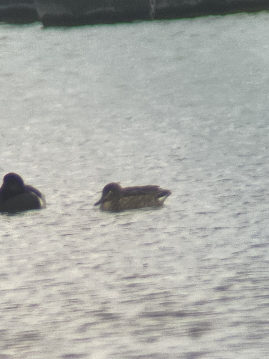 Green-winged Teal (American) - ML646448919