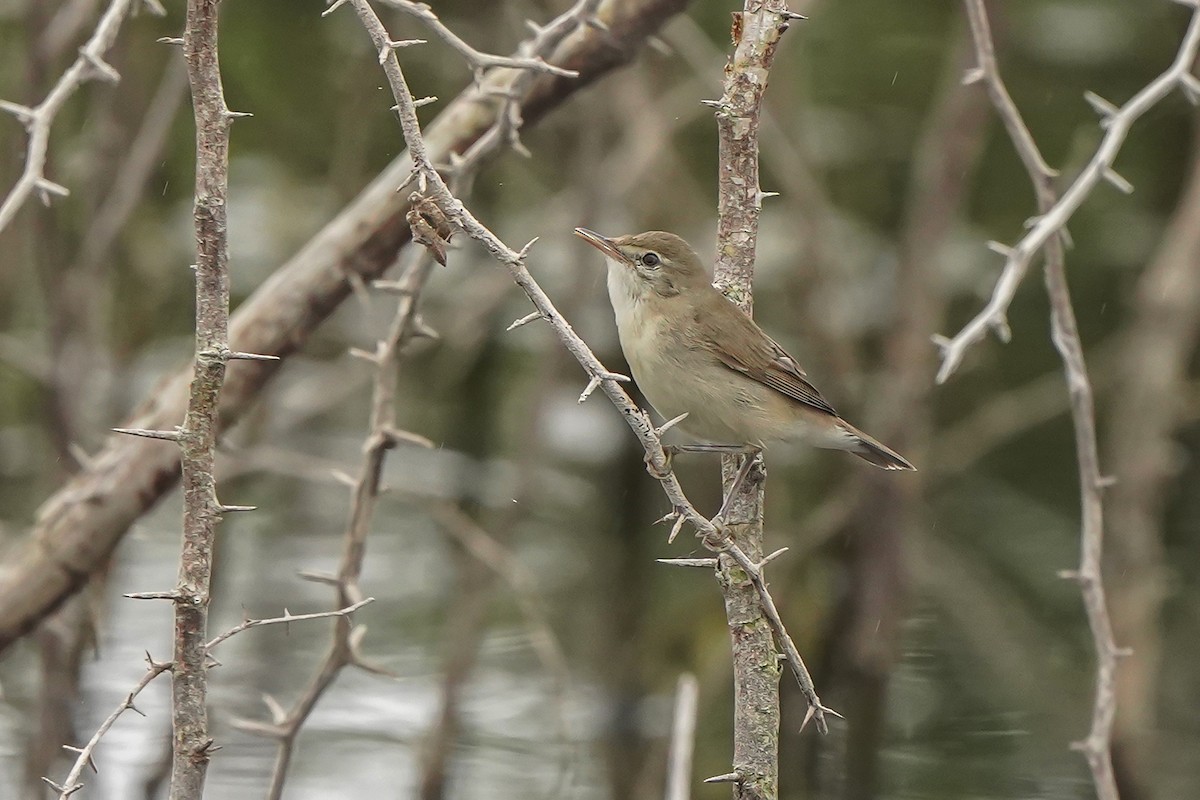 Blyth's Reed Warbler - ML646448921