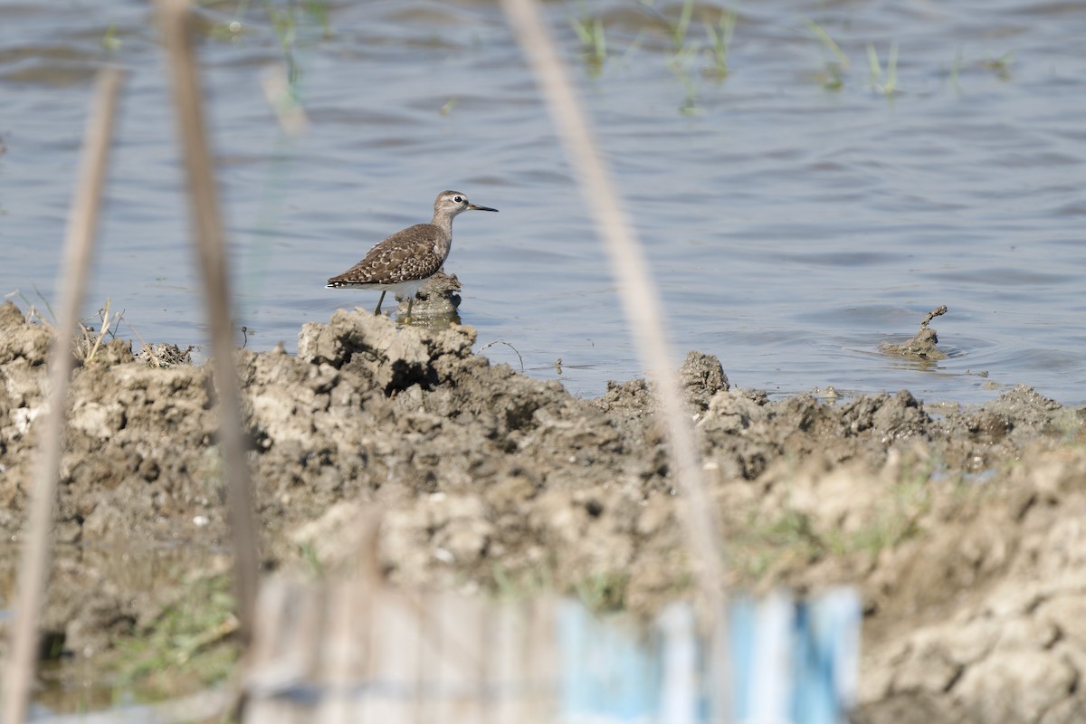 vodouš bahenní - ML646448922