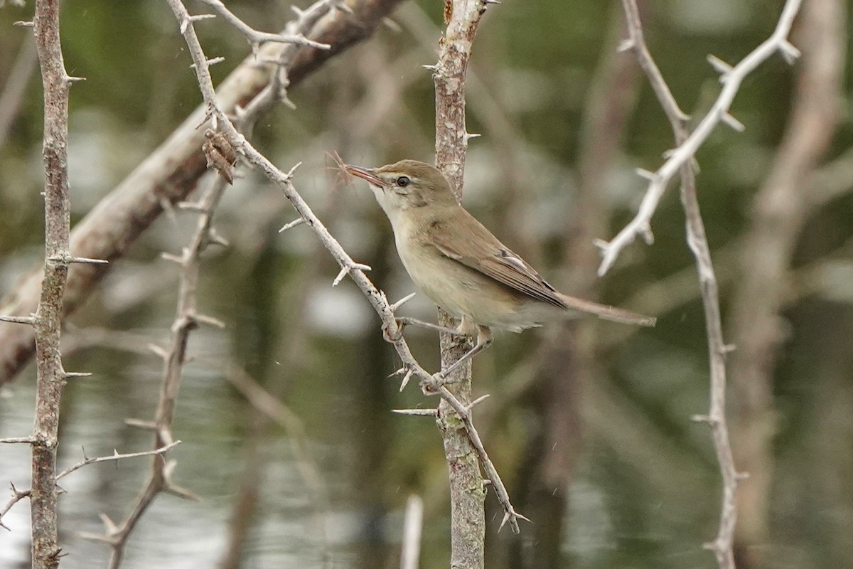 Blyth's Reed Warbler - ML646448923