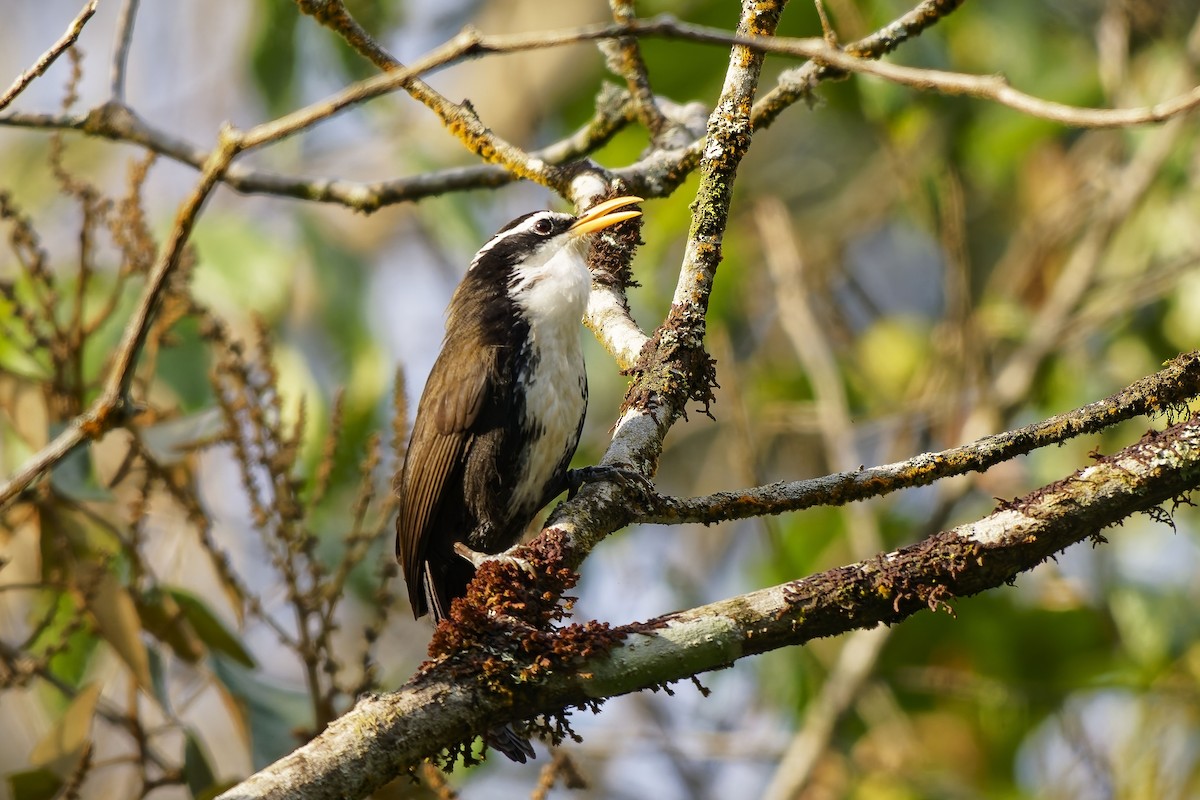 Indian Scimitar-Babbler - ML646448924