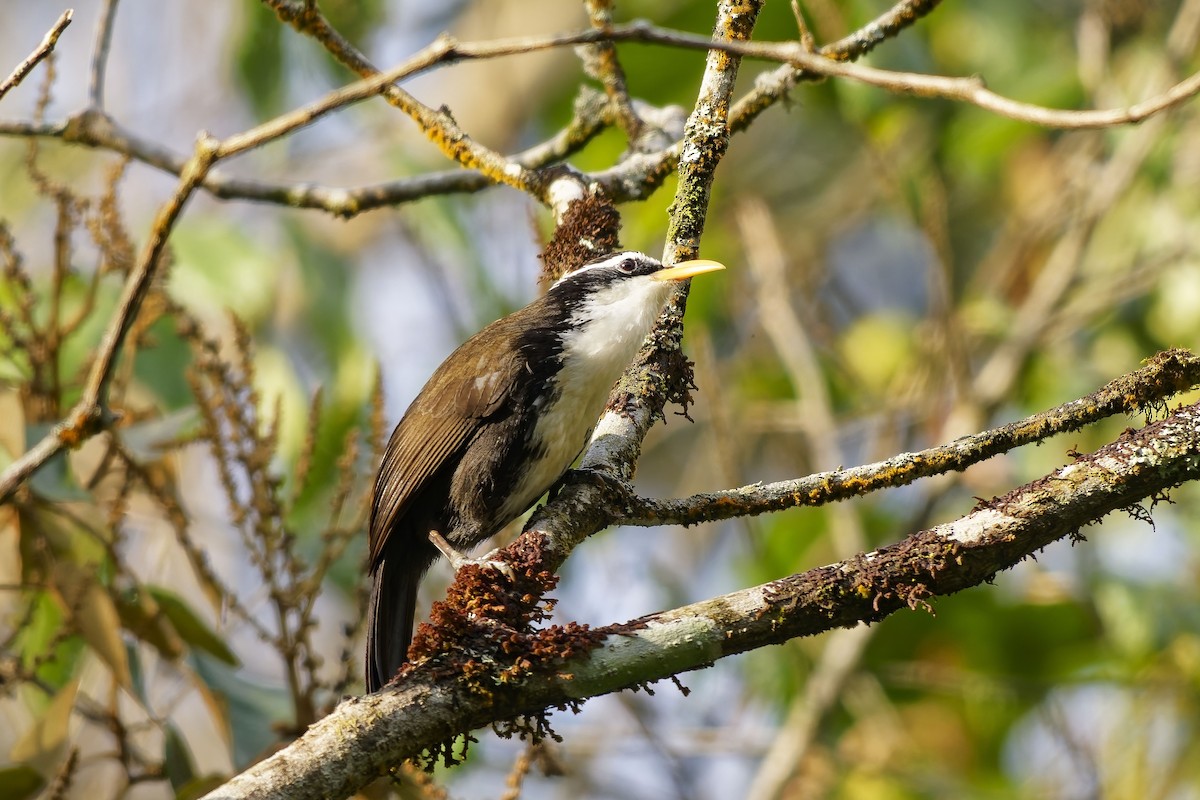 Indian Scimitar-Babbler - ML646448925