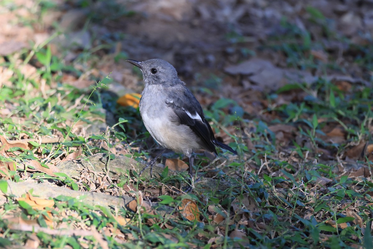 Oriental Magpie-Robin - ML646448926