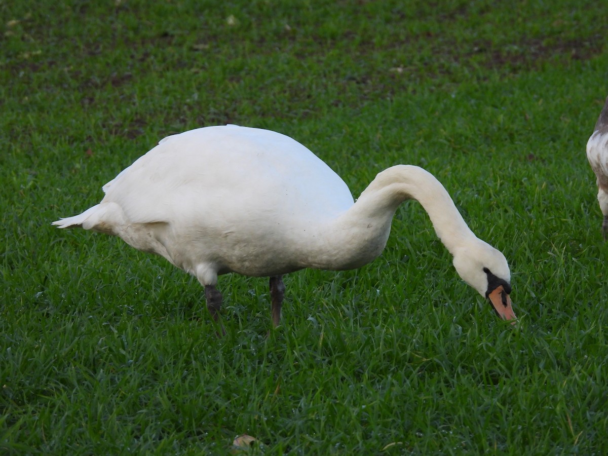 疣鼻天鵝 - ML646448927