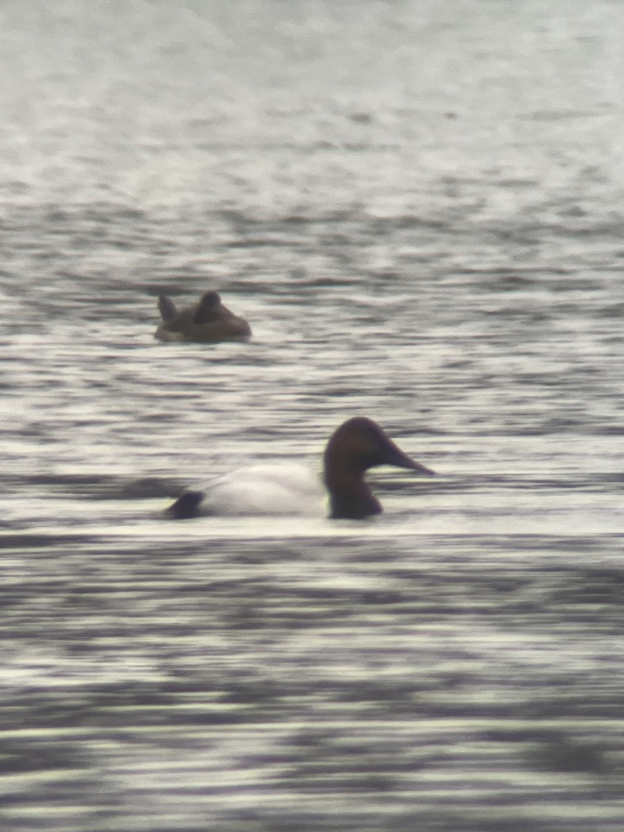 Canvasback - ML646448928