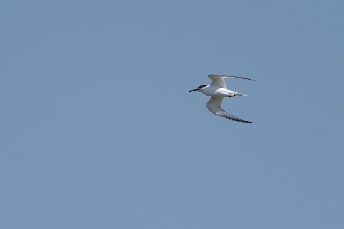 rybák malý - ML646448929