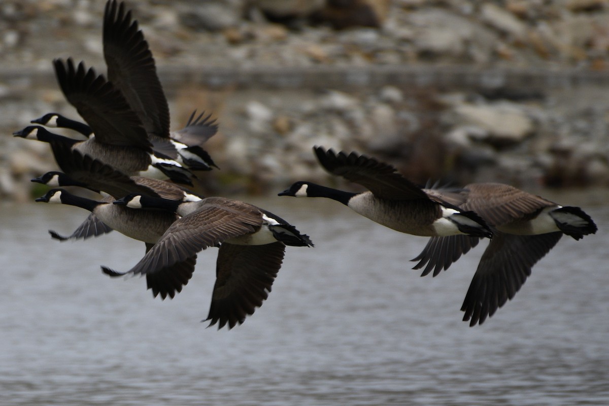 Канад галуу - ML646448931