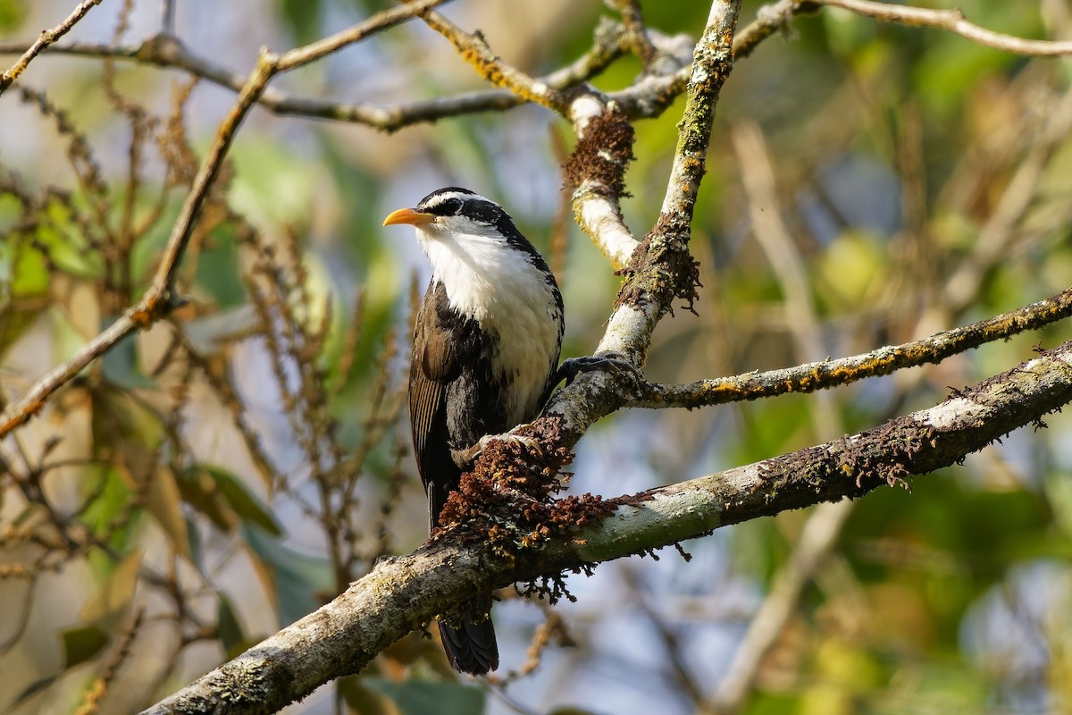 Indian Scimitar-Babbler - ML646448932