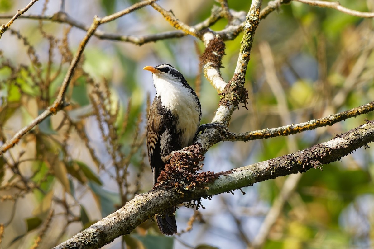 Indian Scimitar-Babbler - ML646448933