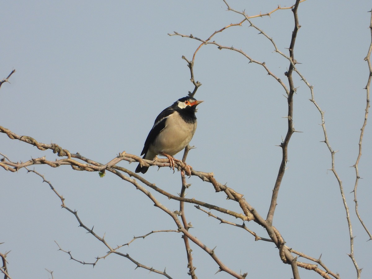 Indian Pied Starling - ML646448934