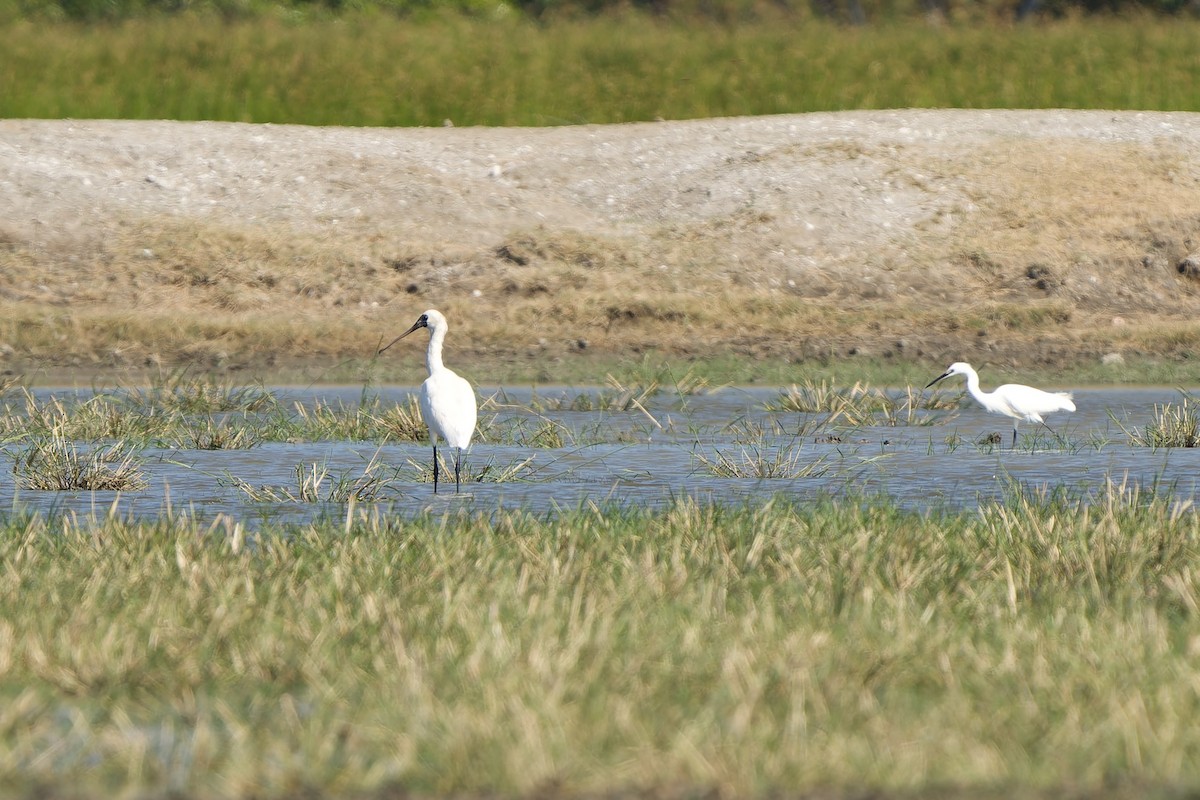 kolpík malý - ML646448941