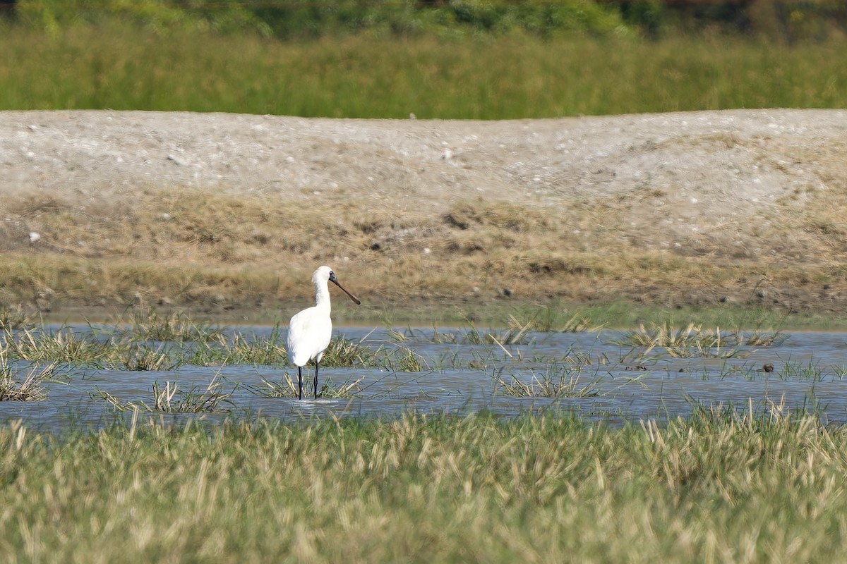 kolpík malý - ML646448942