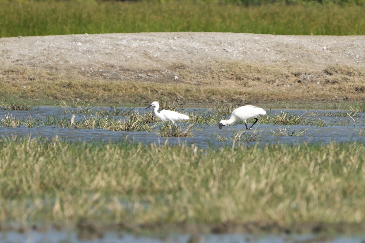 kolpík malý - ML646448943