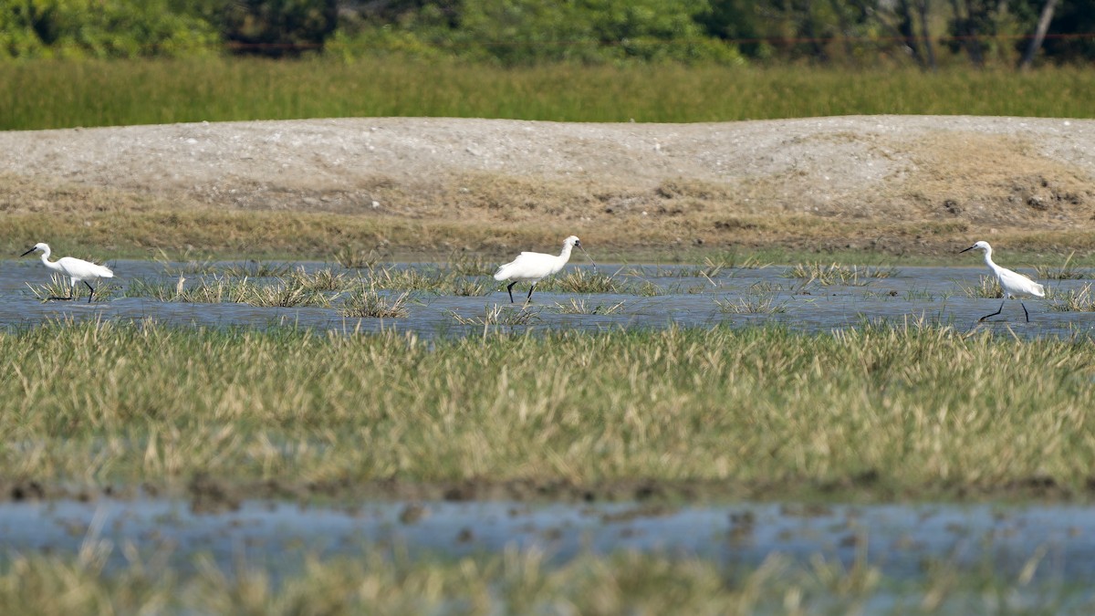 kolpík malý - ML646448944