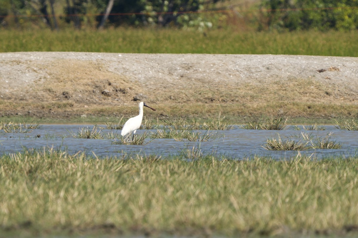 kolpík malý - ML646448945