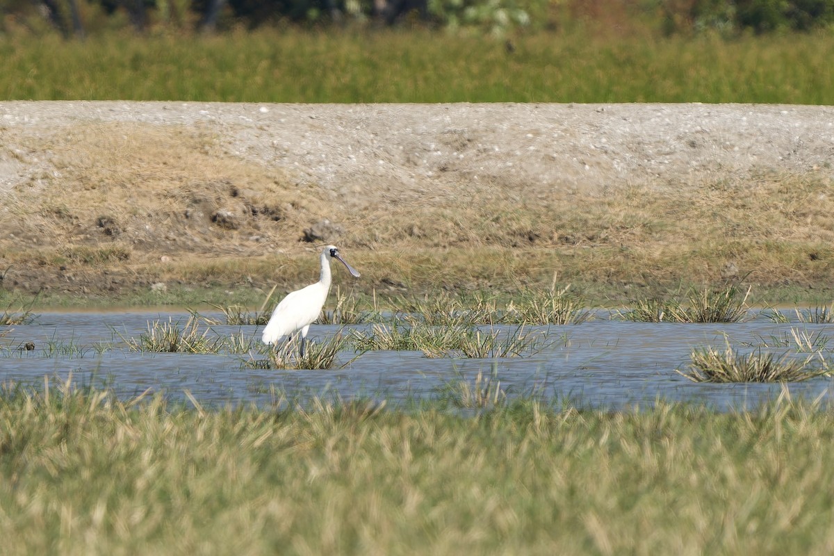 kolpík malý - ML646448946