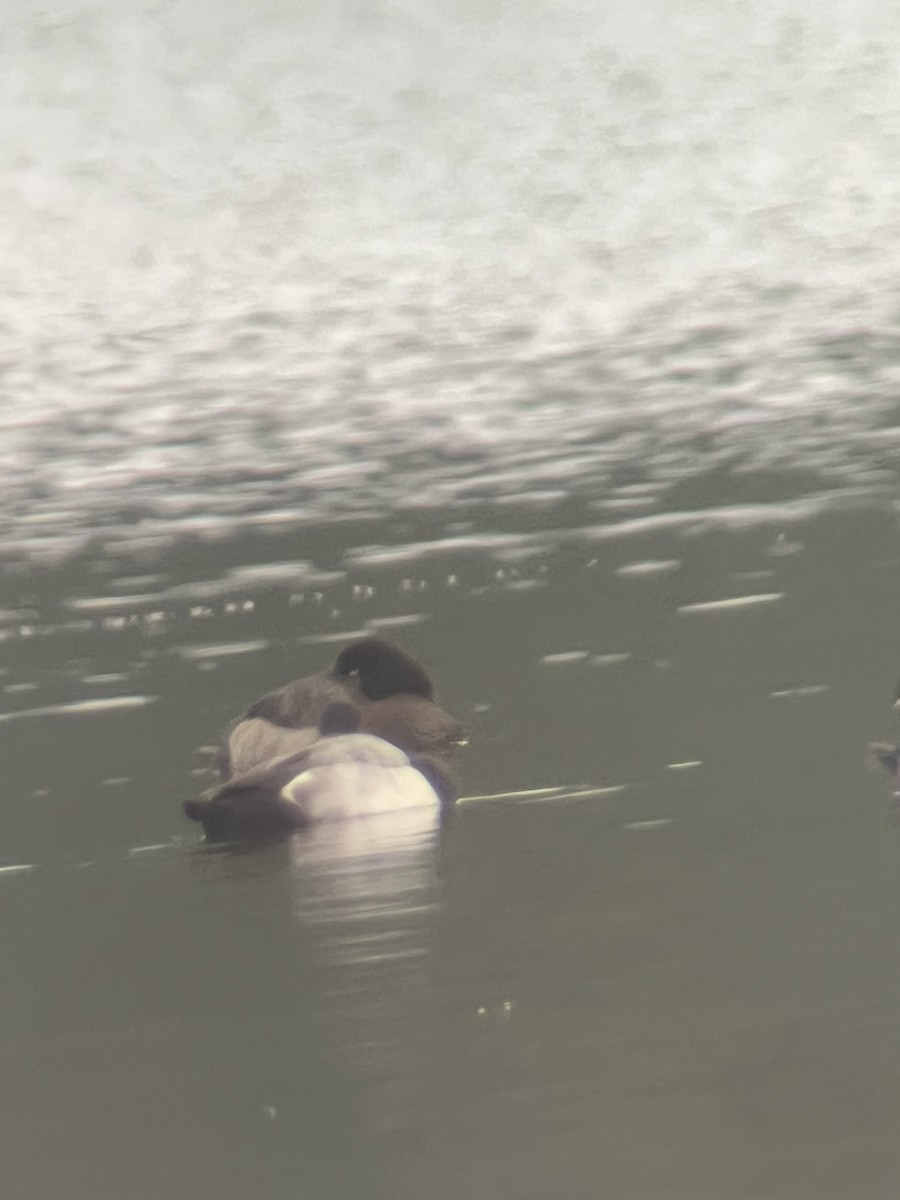 polák kaholka - ML646448954