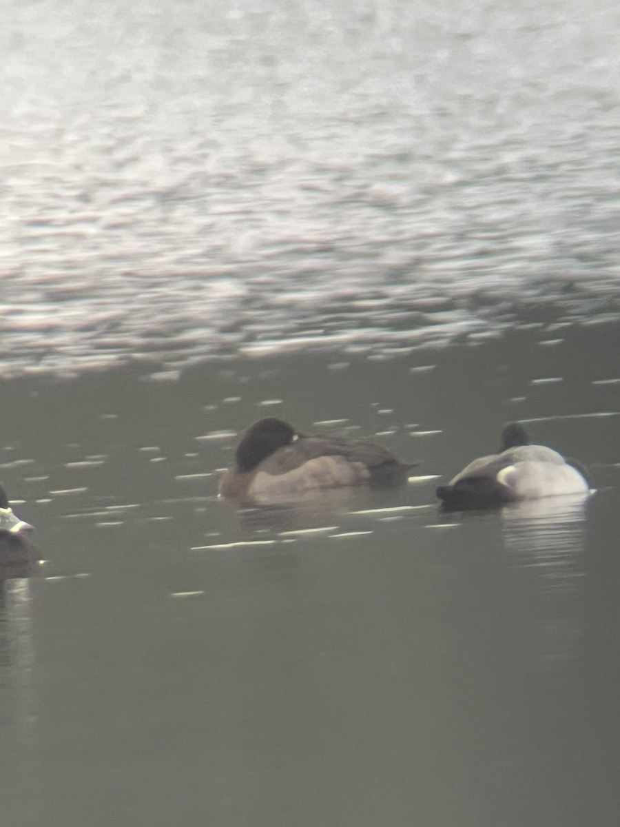 polák kaholka - ML646448955