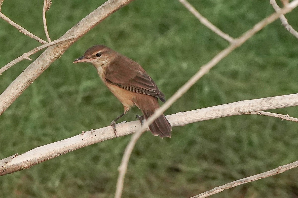 Clamorous Reed Warbler - ML646448957