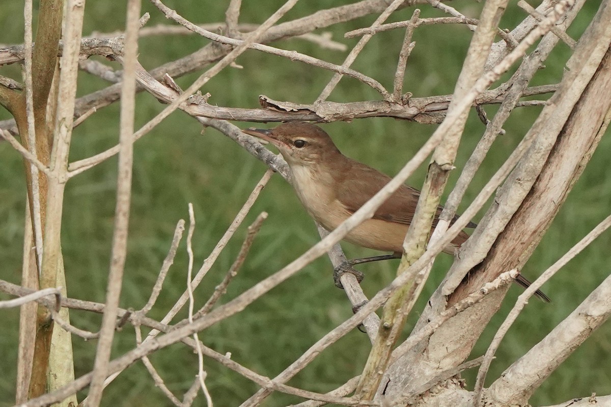 Clamorous Reed Warbler - ML646448958