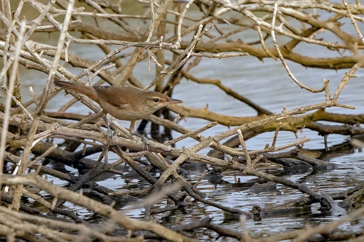 Clamorous Reed Warbler - ML646448959