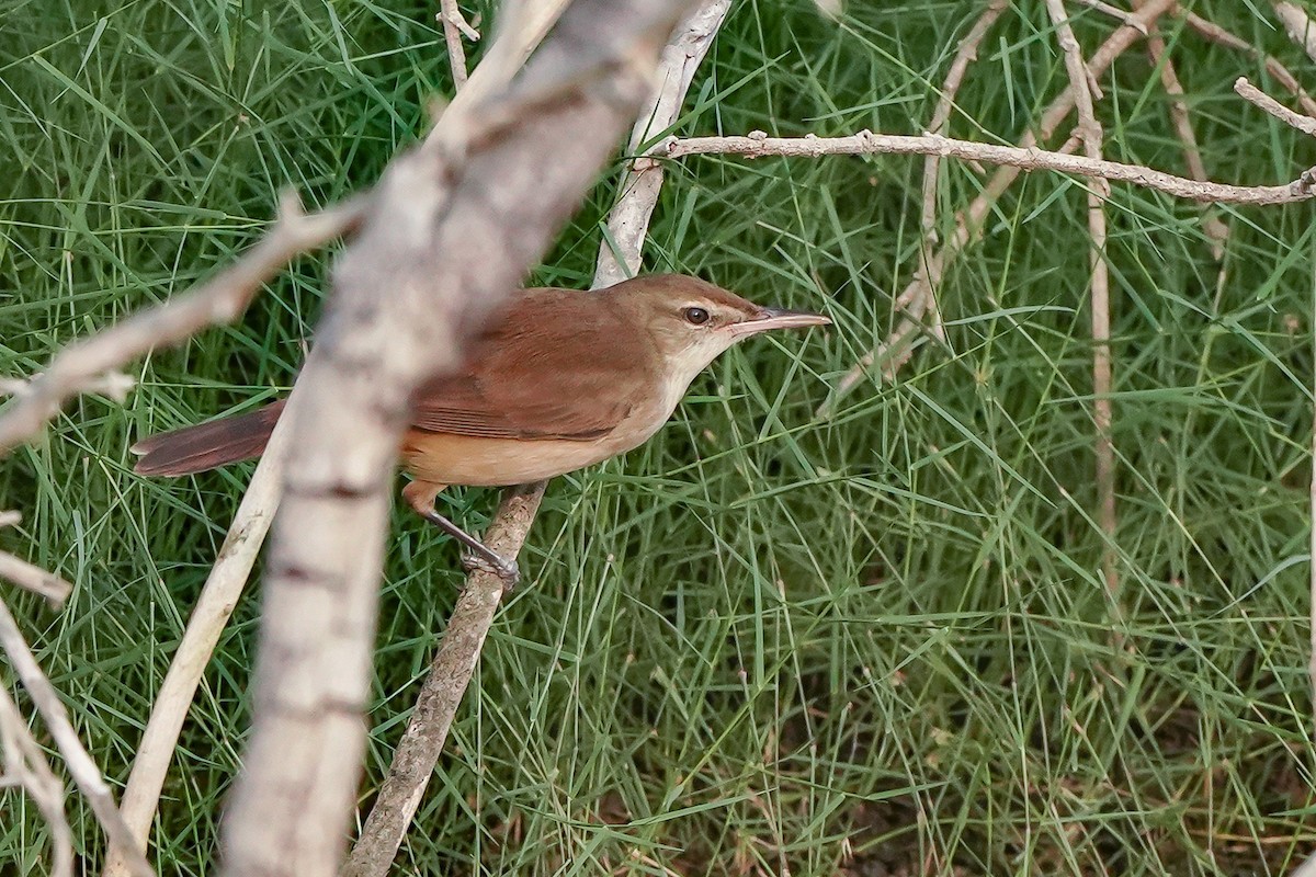 Clamorous Reed Warbler - ML646448960