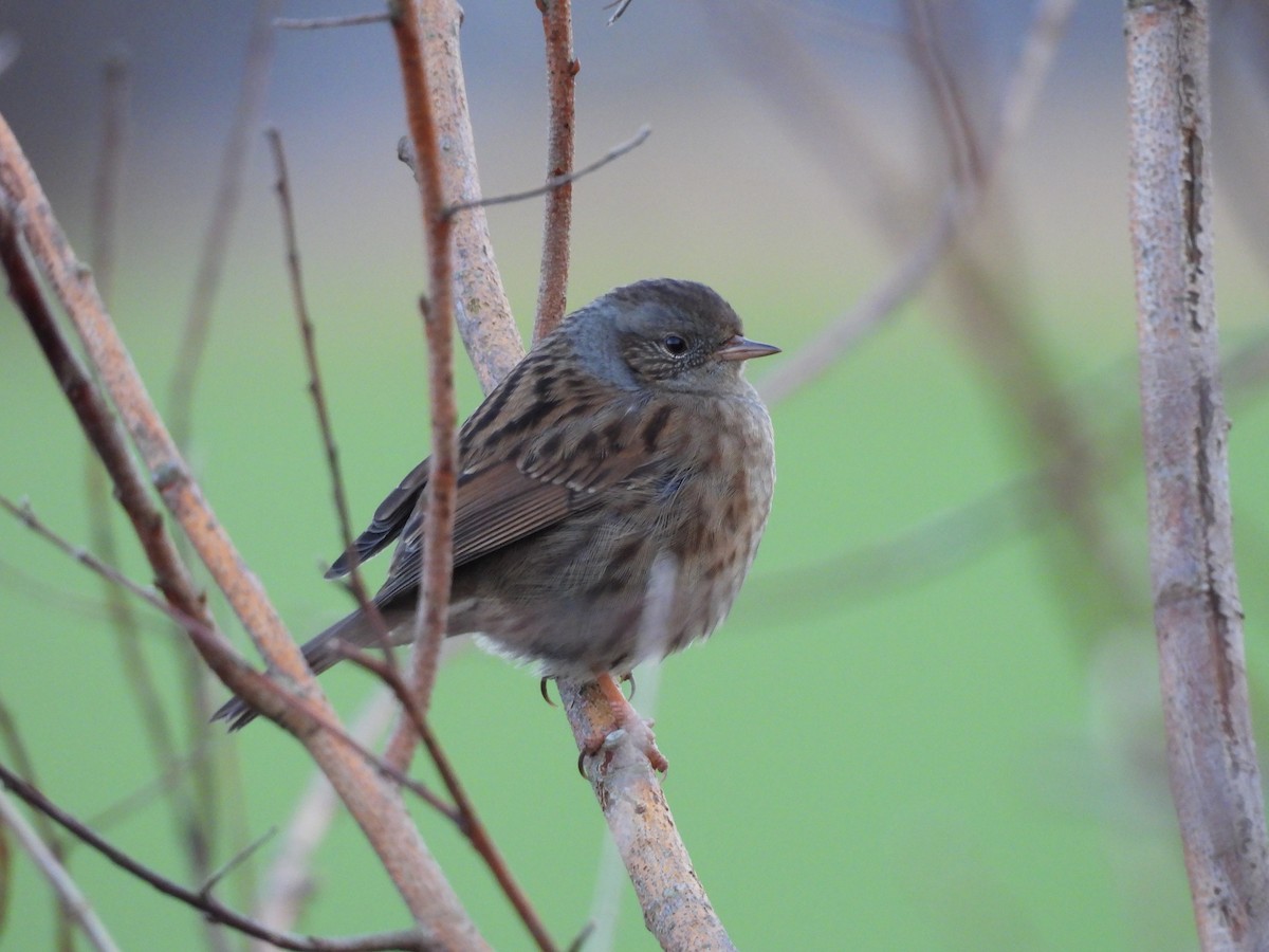 Dunnock - ML646448961