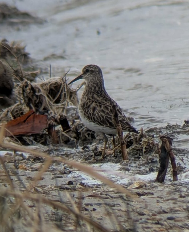 jespák drobný - ML646448962