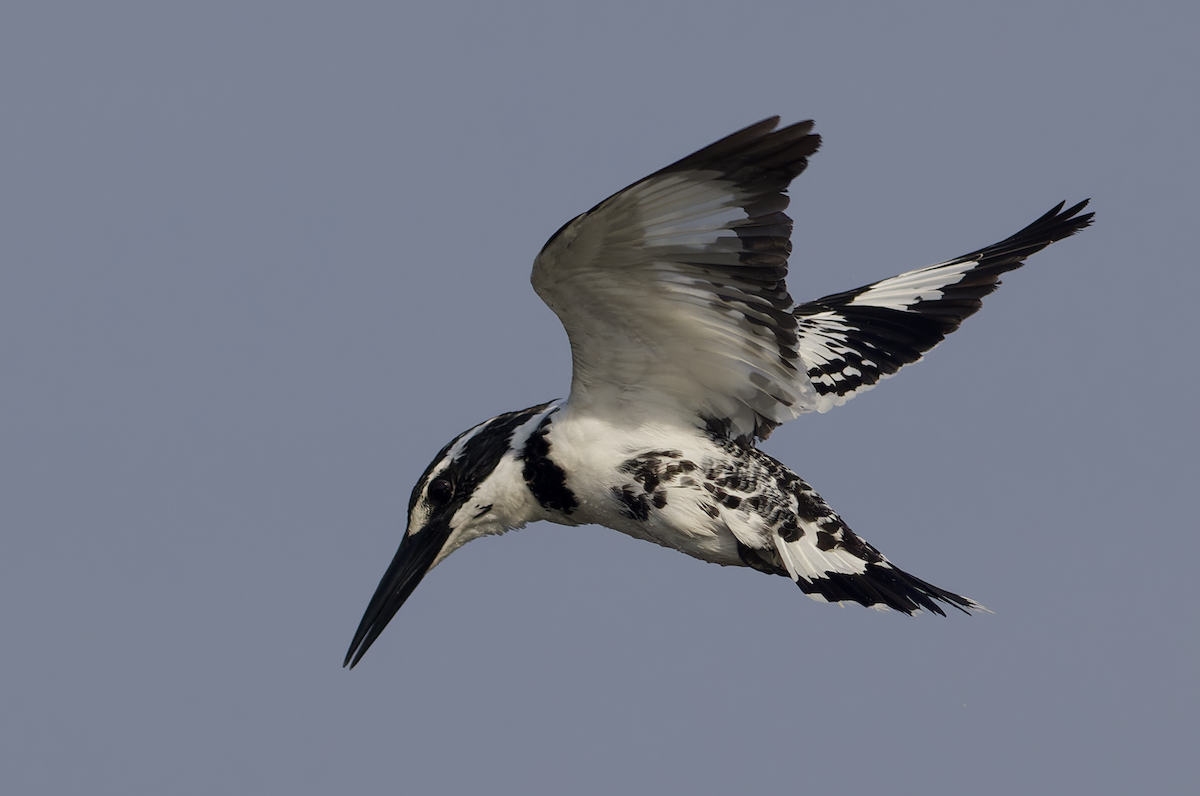 rybařík jižní - ML646448963